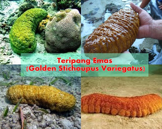 teripang emas