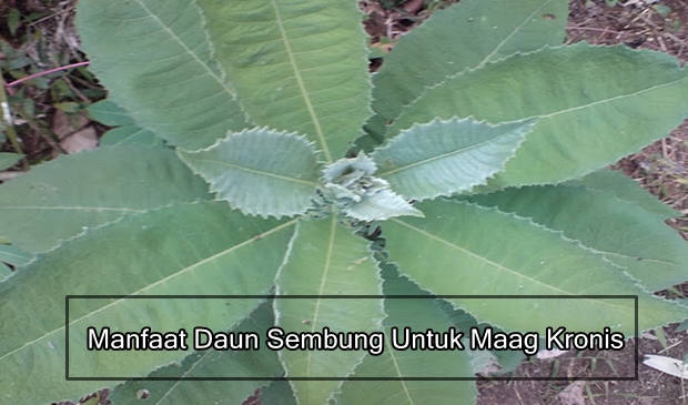 Manfaat Daun Sembung Untuk Maag