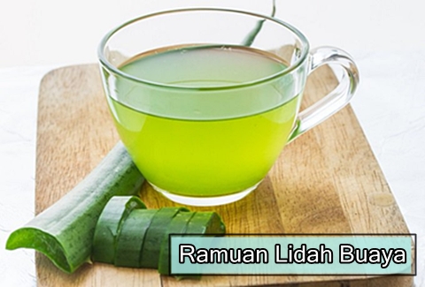 Cara Membuat Ramuan Lidah Buaya Untuk Maag